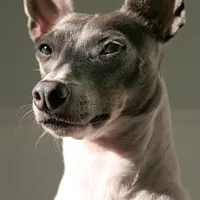 Rat Terrier, picture 2 of 10