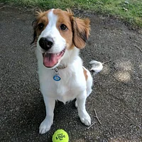 Nederlandse Kooikerhondje, picture 4 of 9