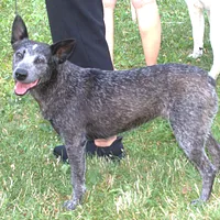 Australian Stumpy Tail Cattle Dog