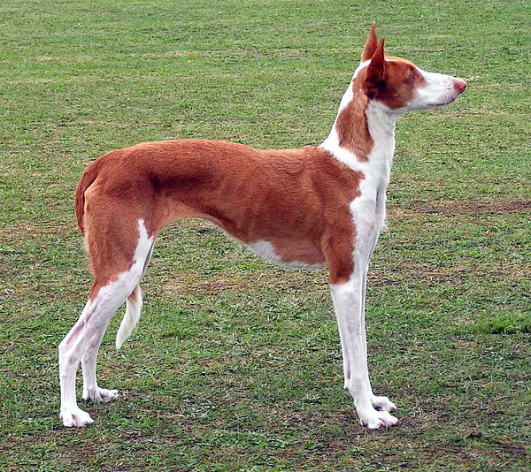A Ibizan Hound