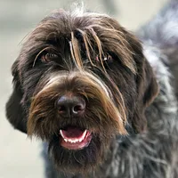 German Wirehaired Pointer, picture 4 of 9