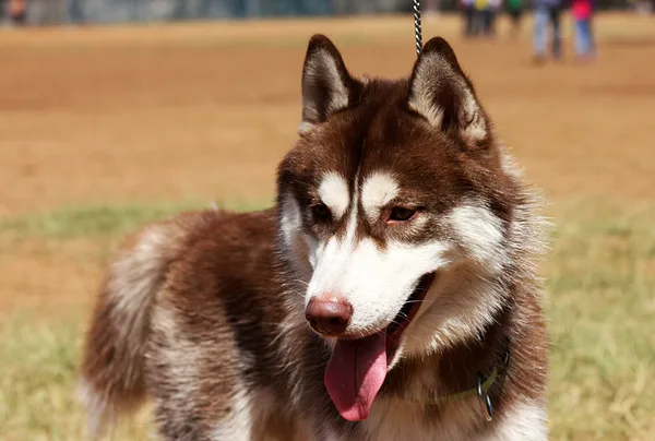 A Siberian Husky