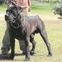 Boerboel