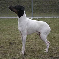 Japanese Terrier, picture 4 of 10
