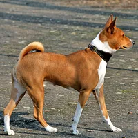Basenji, picture 3 of 9