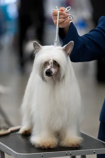 Chinese Crested