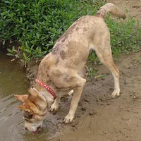 Catahoula Leopard Dog, picture 8 of 10