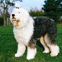 A Old English Sheepdog dog