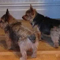 Norwich Terrier, picture 10 of 10