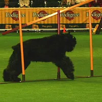 Bouvier des Flandres