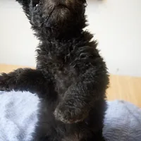 Pumi, picture 4 of 10