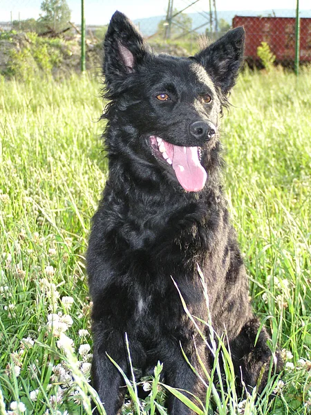 A Croatian Sheepdog
