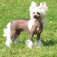 Chinese Crested, picture 2 of 10