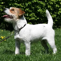 Russell Terrier, picture 1 of 9