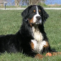 Bernese Mountain Dog