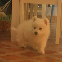Japanese Spitz, picture 8 of 9