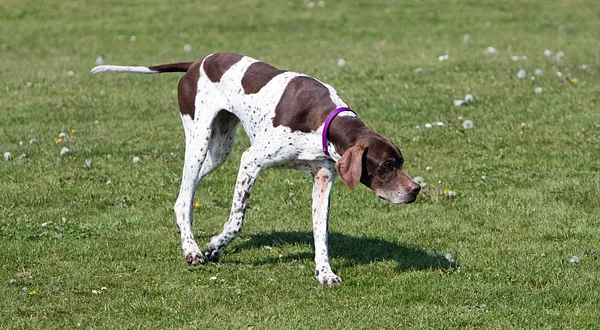 A Pointer