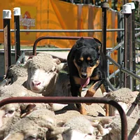 Australian Kelpie