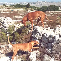 Pharaoh Hound, picture 8 of 8