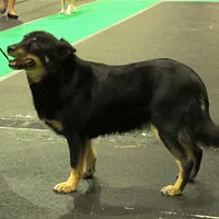 Lapponian Herder, picture 7 of 10