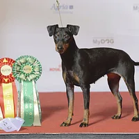 Manchester Terrier (Standard), picture 7 of 10