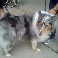 Collie, picture 7 of 7