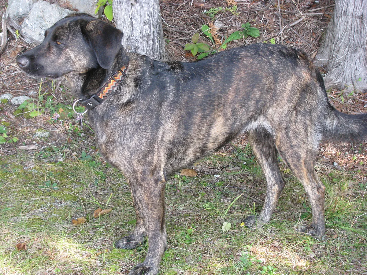 Treeing Tennessee Brindle dog, photographed by Hummelong