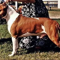 American Staffordshire Terrier