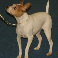 Toy Fox Terrier, picture 5 of 10