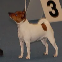 Toy Fox Terrier, picture 9 of 10