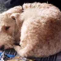 Lakeland Terrier, picture 10 of 10