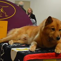 Finnish Spitz, picture 10 of 10