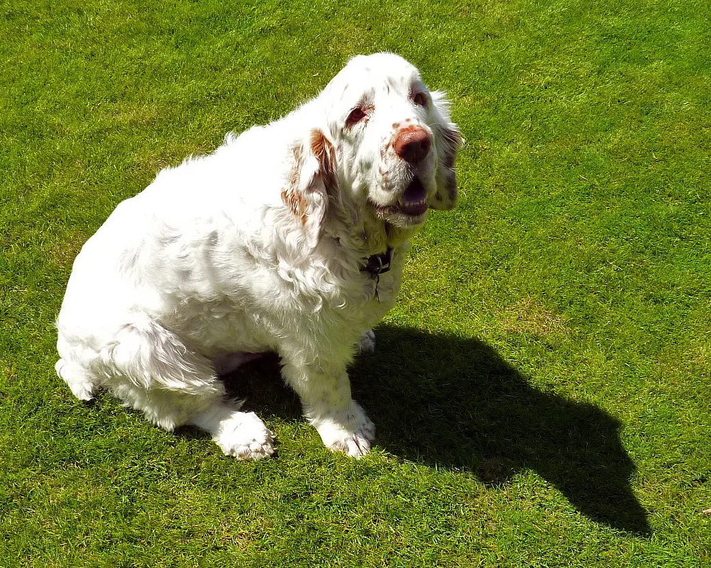 Clumber Spaniel dog, photographed by Lara