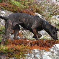 Hanoverian Scenthound, picture 5 of 9