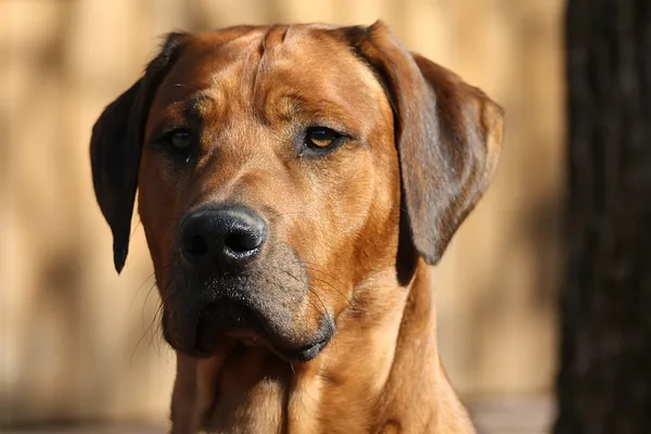 A Rhodesian Ridgeback