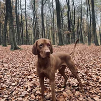 Vizsla, picture 2 of 8