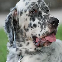 Bluetick Coonhound, picture 5 of 10