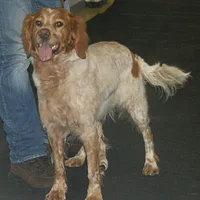 French Spaniel