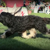 Portuguese Sheepdog, picture 6 of 10