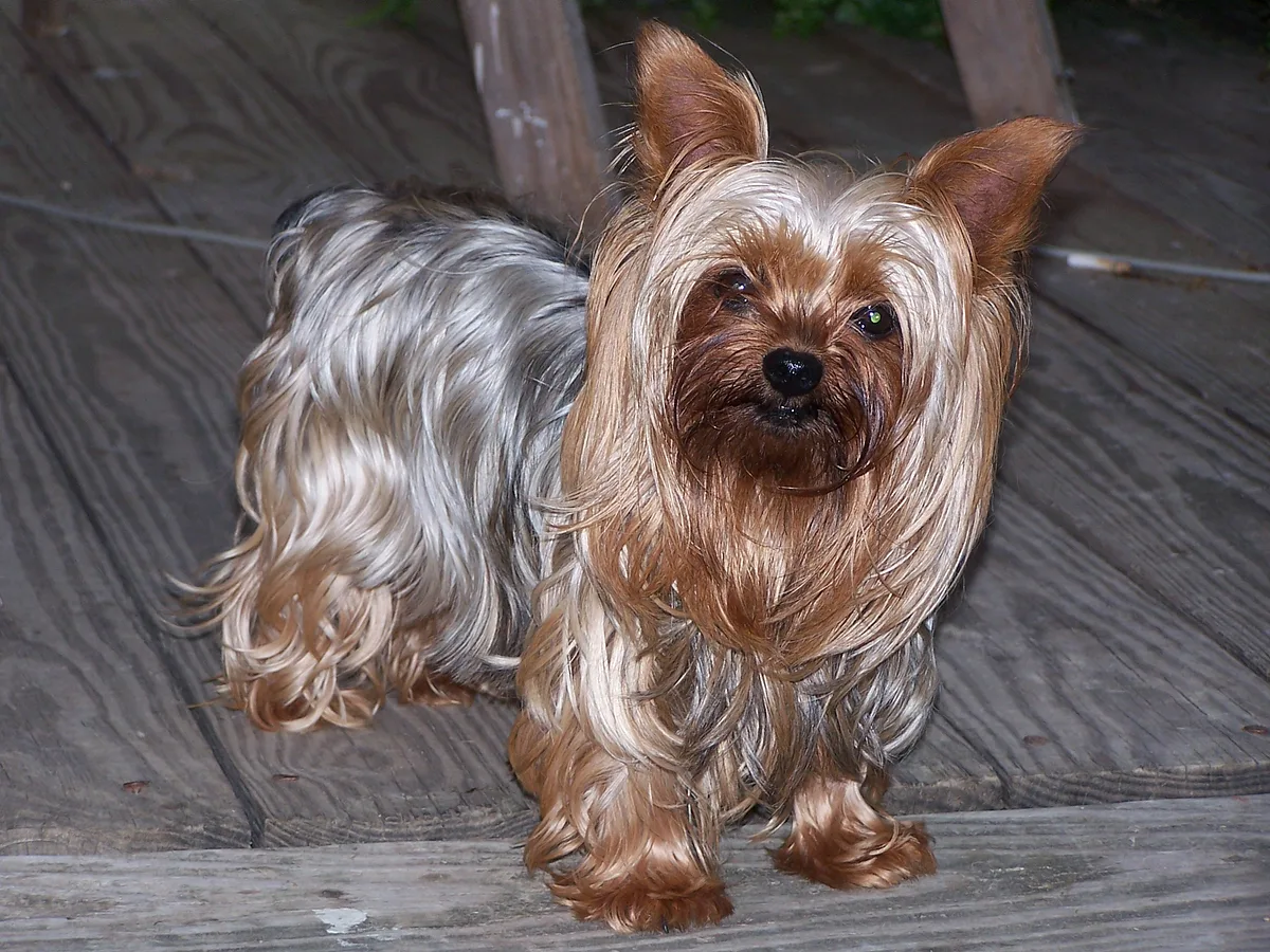Yorkshire Terrier dog, photographed by Portraitlady4306