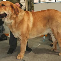 Spanish Mastiff, picture 3 of 7