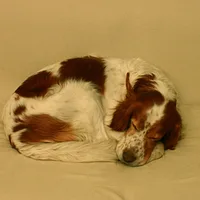 Irish Red and White Setter, picture 8 of 10