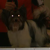 Biewer Terrier