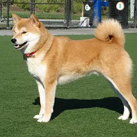 Shiba Inu, picture 3 of 9