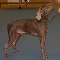 Slovakian Wirehaired Pointer, picture 9 of 10