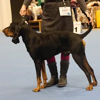 Black and Tan Coonhound, picture 6 of 7