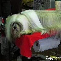 Bearded Collie