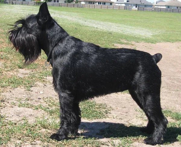 A Standard Schnauzer