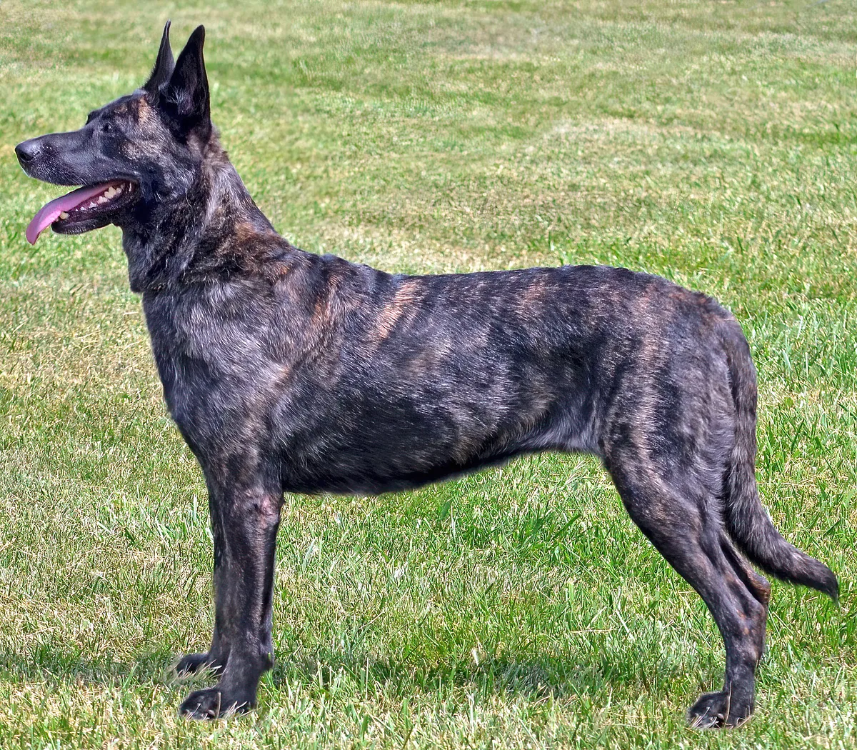 Dutch Shepherd dog, photographed by CaroleField