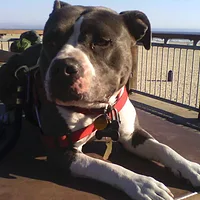 Staffordshire Bull Terrier, picture 3 of 4